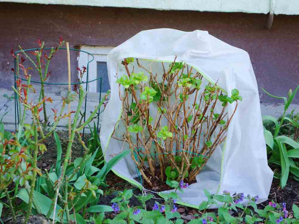 Best Frost Covers for Plants | Buyer's Guide