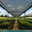 40% black knitted shade cloth over nursery benches - Pro Fabric Supply
