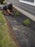 Cutting heavy-duty weed barrier fabric around shrubs along a house
