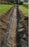 Filter fabric in a long backyard French drain
