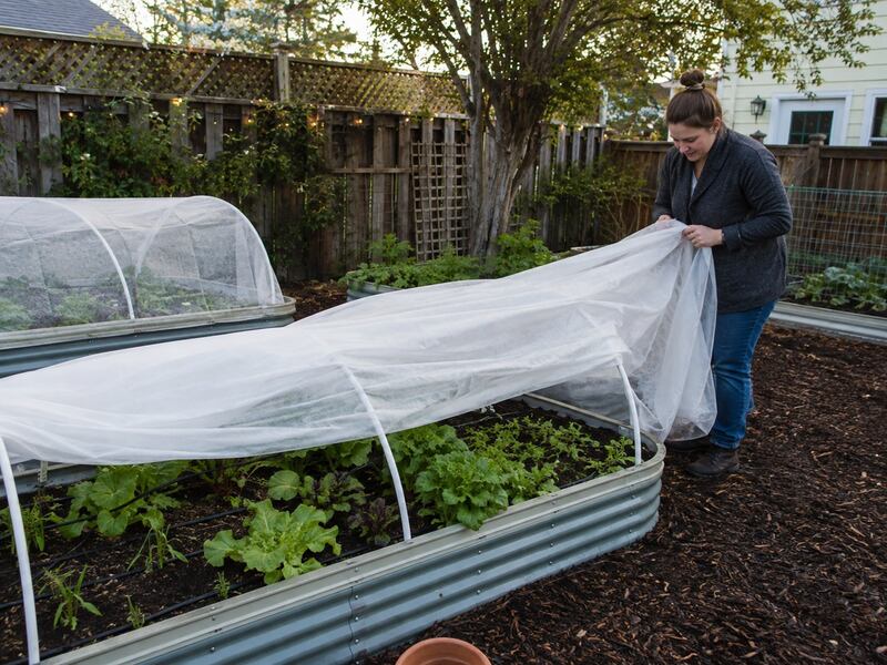 Frost blanket covering garden crops

