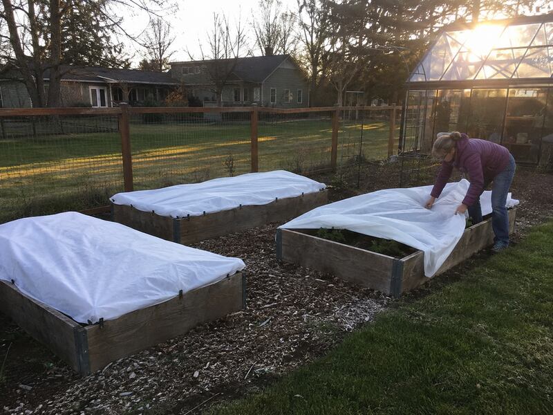 Frost blankets covering raised garden beds
