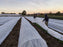 Frost blanket providing plant frost protection
