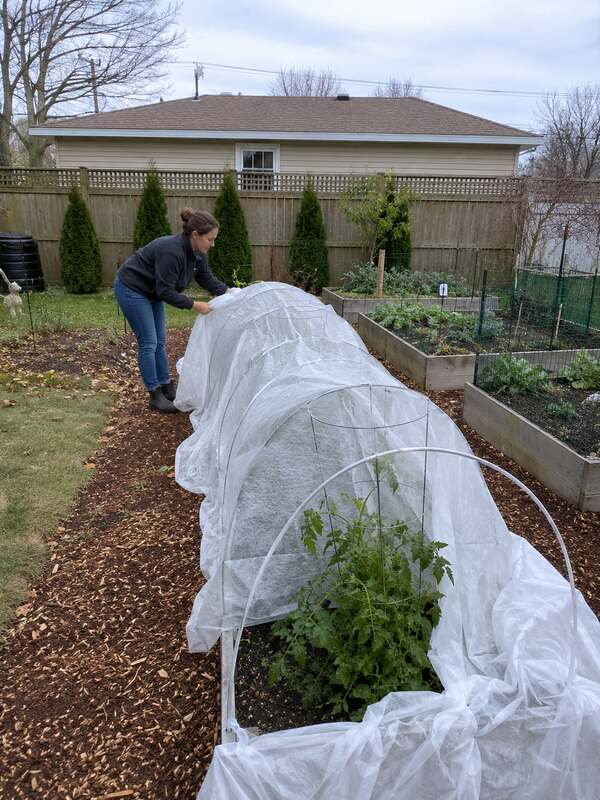 Frost blanket over hoops covering a raised garden bed
