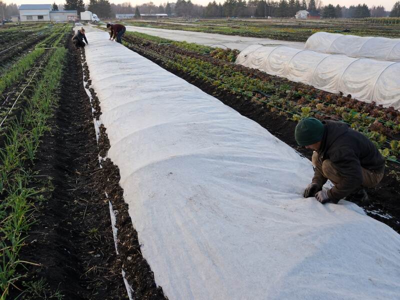 Frost cloth for plants over a garden bed
