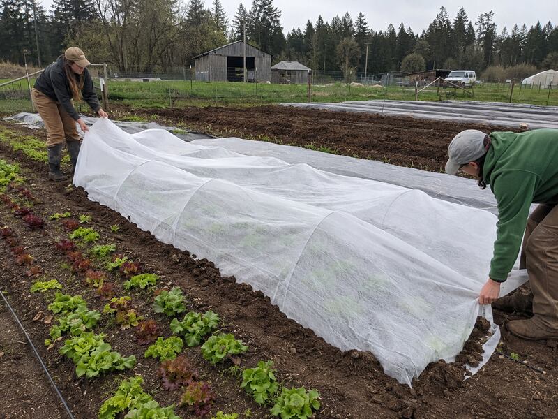 Frost cloth row cover protecting vegetable seedlings on a farm
