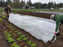 Frost cloth row cover protecting vegetable seedlings on a farm
