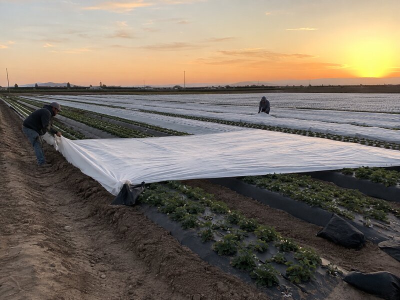 Frost cloth protecting plants in a garden
