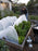 Frost cloth over a raised bed for frost protection
