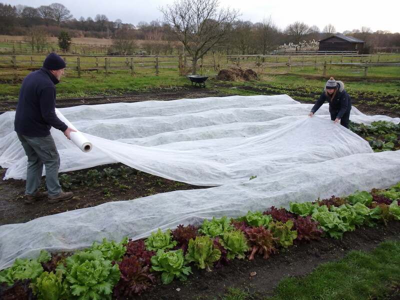Garden frost blanket over vegetable beds
