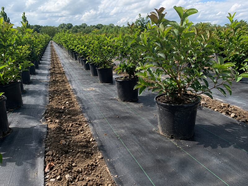 Heavy-duty woven weed barrier in an outdoor nursery application

