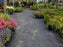 Landscape ground cover fabric in a nursery
