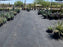 Nursery ground cover fabric under rows of potted shrubs
