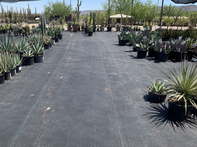 Nursery ground cover fabric under rows of potted shrubs
