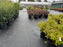 Nursery ground cover weed barrier fabric under potted plants
