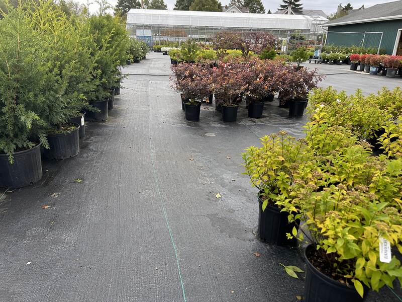 Nursery ground cover weed barrier fabric under potted plants
