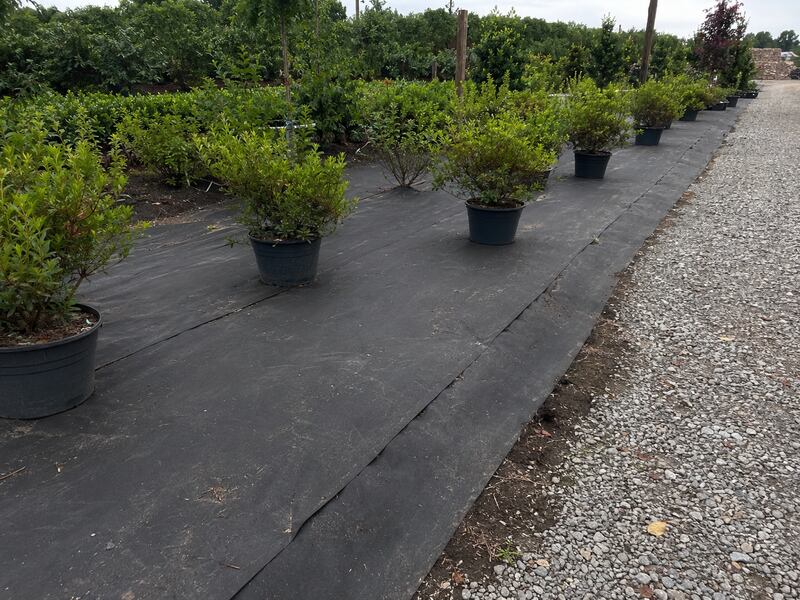 Nursery shrubs planted on black landscape ground cover fabric
