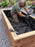 Worker stapling non-woven raised bed liner fabric to the inside of a wood planter box
