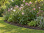 Root barrier edging curving around a flower bed of spreading Japanese anemone
