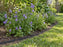 Root barrier edging curving around a garden bed of spreading bellflower
