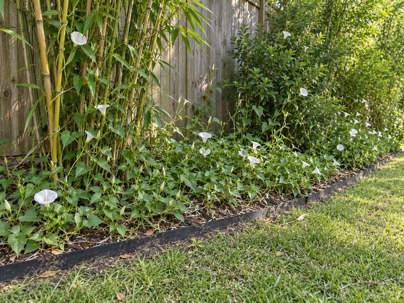 Root barrier edging containing bamboo and invasive bindweed vines along a garden bed
