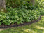 Root barrier edging around a tree bed containing invasive goutweed groundcover
