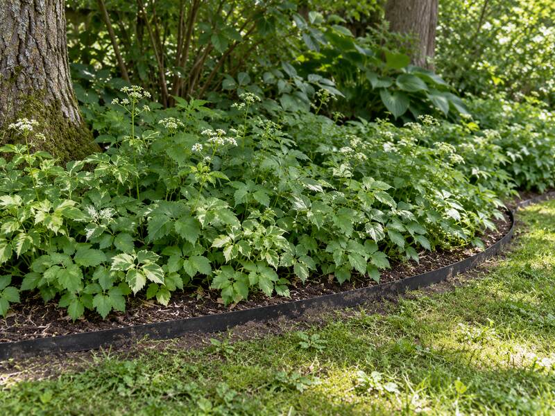 Root barrier edging around a tree bed containing invasive goutweed groundcover

