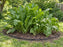Black root barrier edging containing an invasive broadleaf plant bed in a backyard lawn

