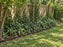 Black root barrier edging installed along a fence line to contain spreading English ivy
