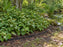 Root barrier edging along a pondside bed containing spreading groundcover near water
