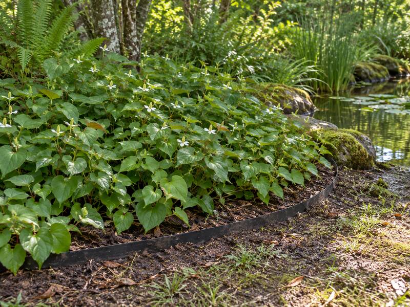 Root barrier edging along a pondside bed containing spreading groundcover near water
