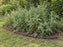Root barrier edging installed around a bed of invasive ragweed plants
