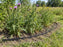 Root barrier edging containing spreading Canada thistle in a field planting bed
