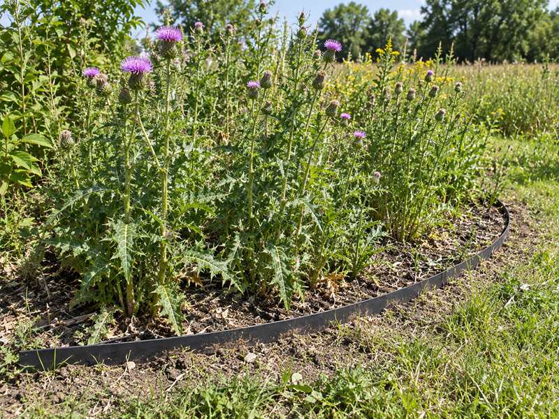 Root barrier edging containing spreading Canada thistle in a field planting bed
