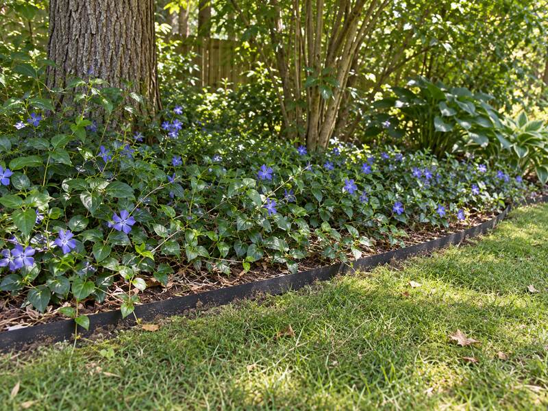 Root barrier edging containing invasive vinca periwinkle groundcover under trees
