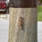 Tree Sleeve Material