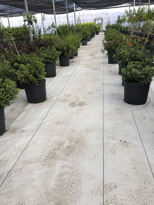 White ground cover fabric in a nursery shade house
