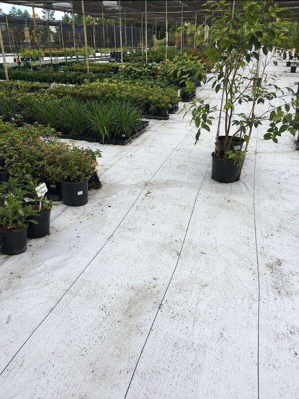White ground cover fabric under potted trees in a shade house
