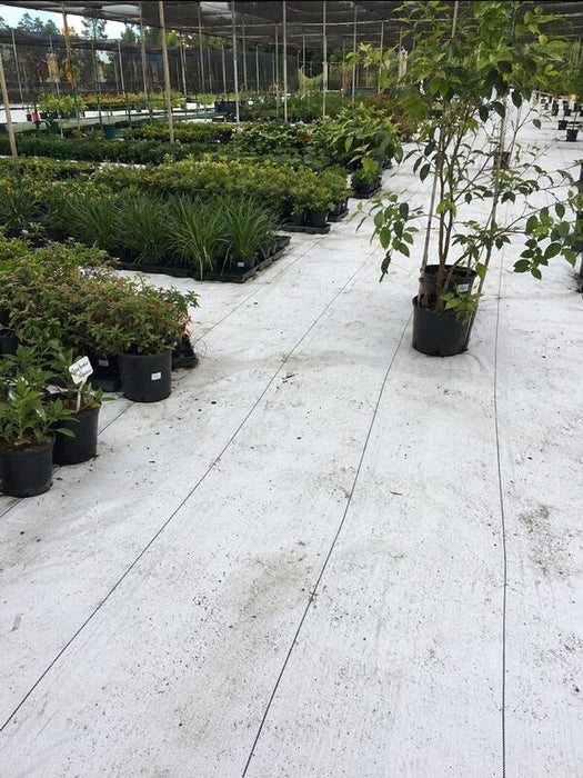 White ground cover fabric under potted trees in a shade house
