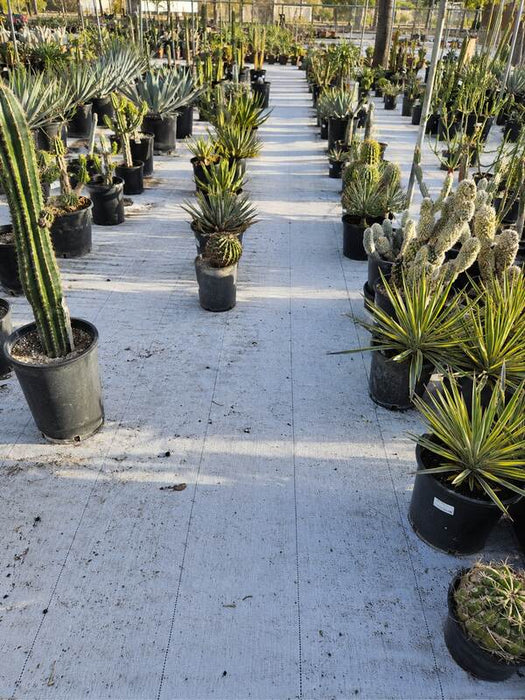 White ground cover fabric under nursery plants
