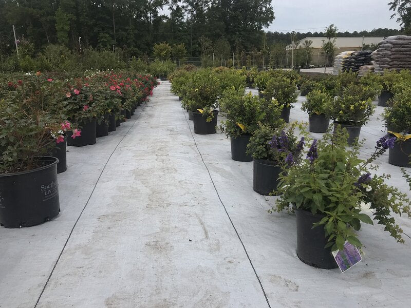 White landscape fabric across a container nursery yard

