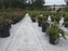 White landscape fabric across a container nursery yard
