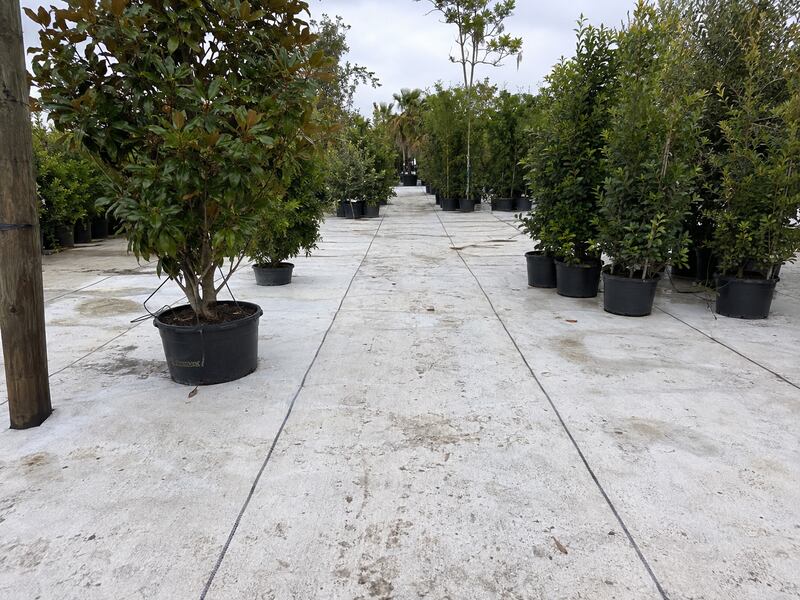 White landscape fabric used as nursery ground cover
