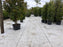 White landscape fabric used as nursery ground cover
