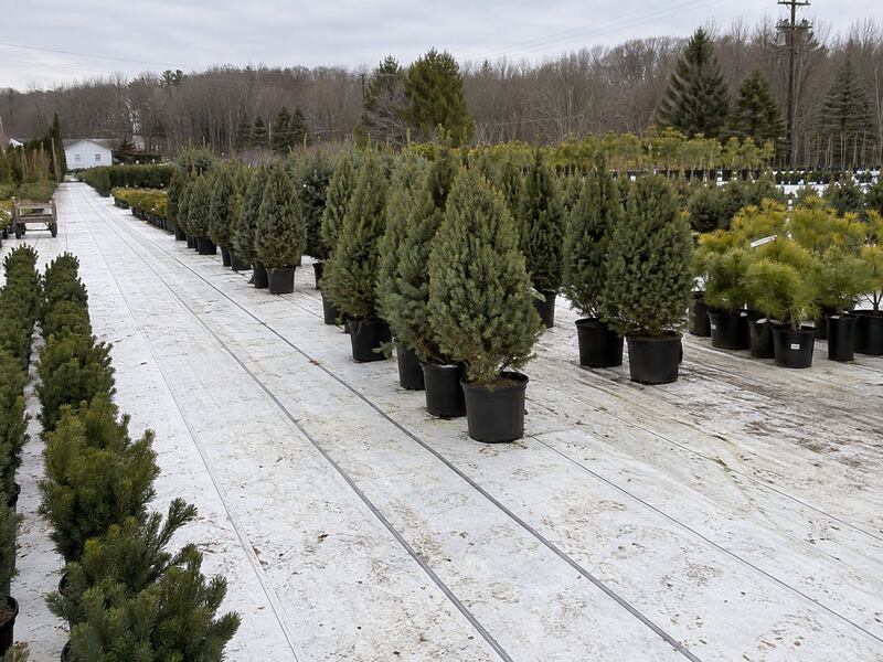 White reflective ground cover fabric in an evergreen container nursery
