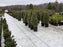 White reflective ground cover fabric in an evergreen container nursery
