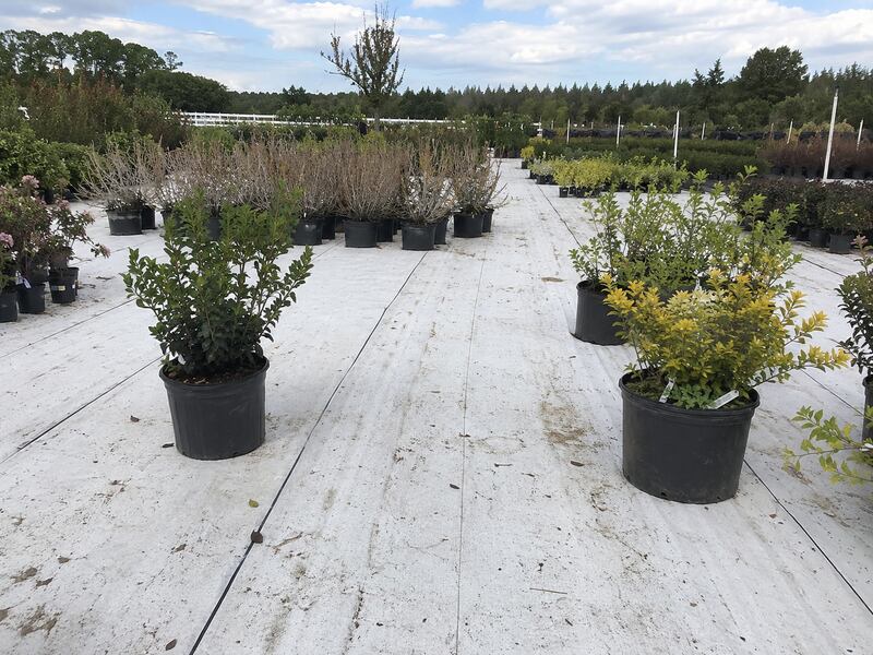 White reflective ground cover fabric in a container nursery
