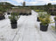 White reflective ground cover fabric in a container nursery
