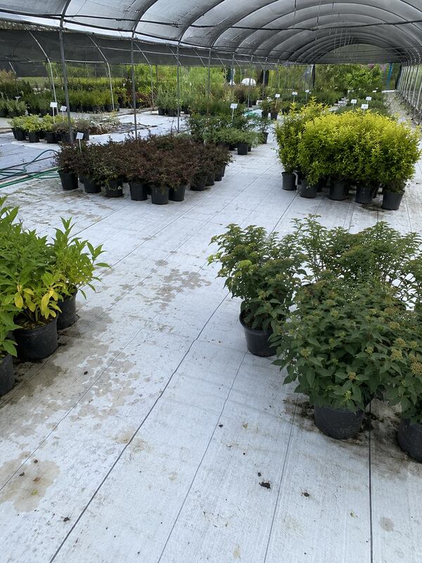 White weed barrier ground cover fabric in a nursery
