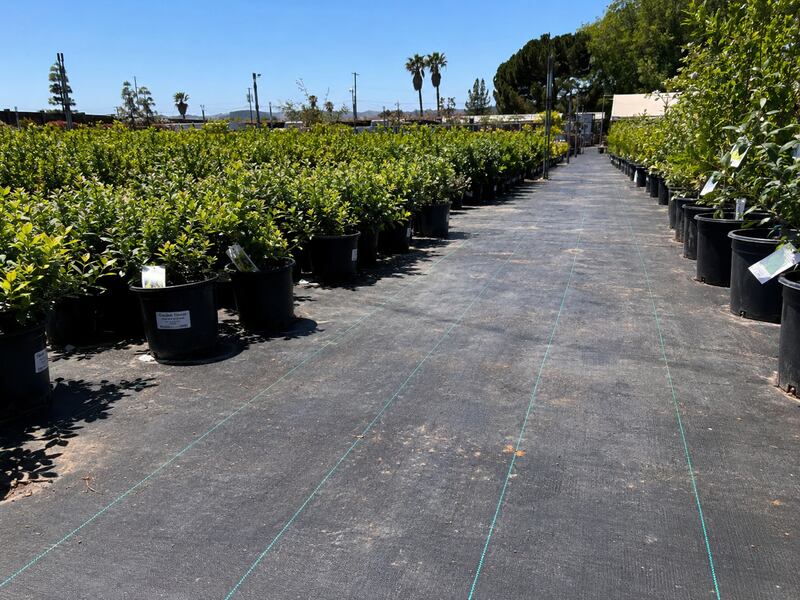 Woven ground cover fabric between potted shrubs in a container nursery aisle
